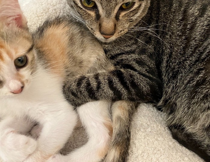 子猫をホールドする成猫(ズーム)