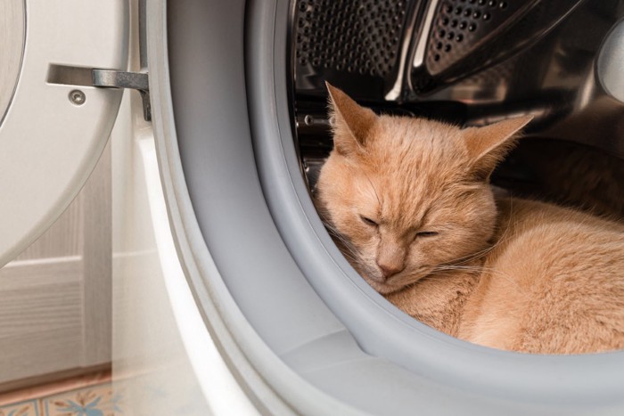 洗濯機の中で寝る猫
