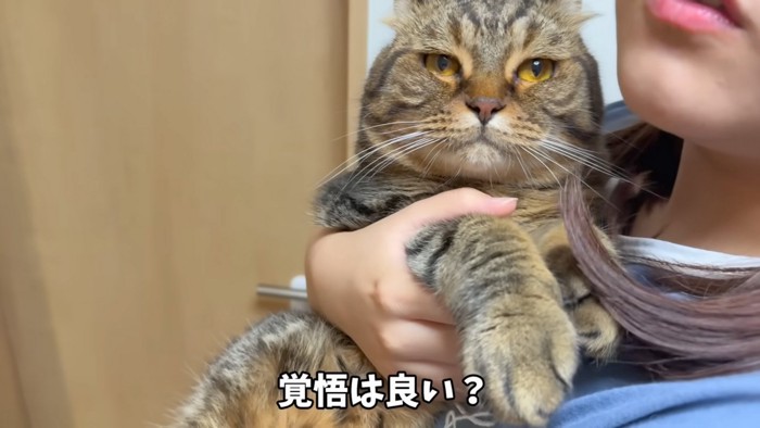 測る猫