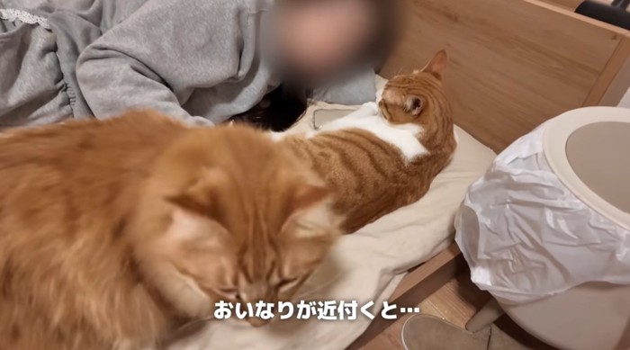 布団の上で人間に甘える猫