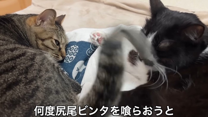 何度尻尾ビンタを
