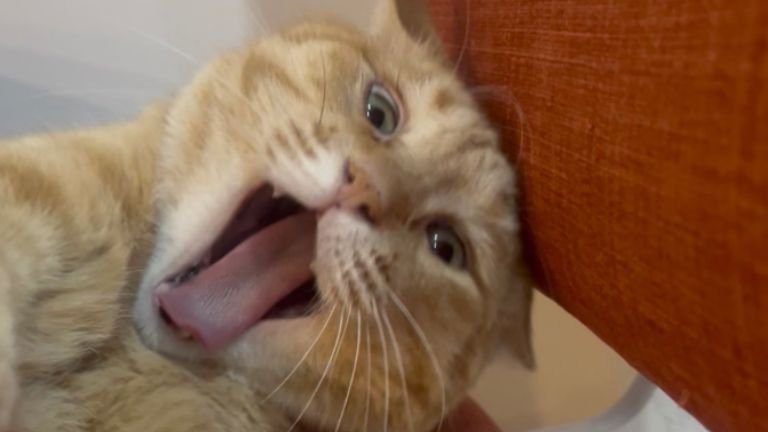 あくびしている猫