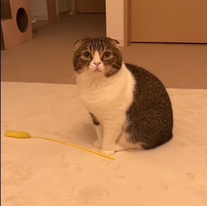 見つめる猫2