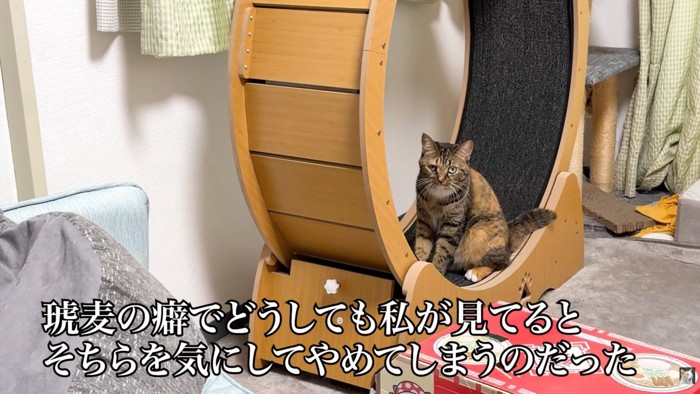 テロップ「琥麦の癖で~」