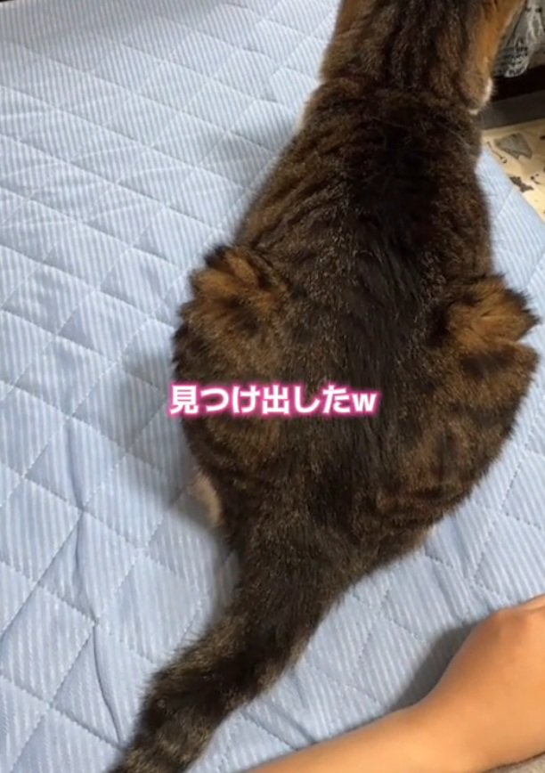 手を探す猫