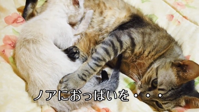 子猫におっぱいあげる猫