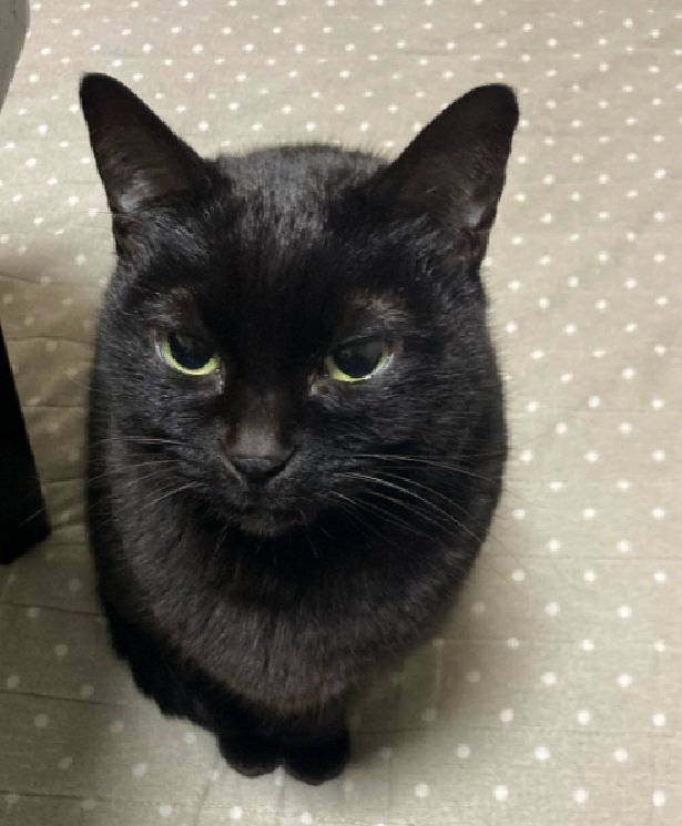 上目遣いで怒る黒猫ちゃん