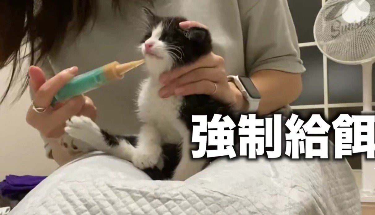 強制給餌される猫