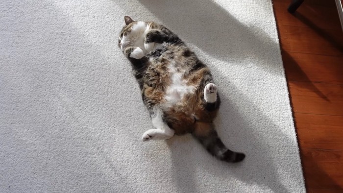 シッポの方から見たまるくん