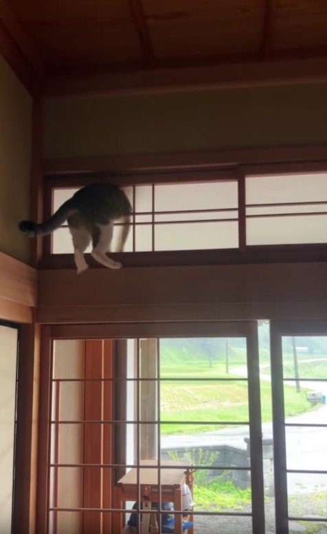障子に突っ込んだ猫
