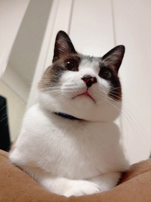 猫が座っている姿