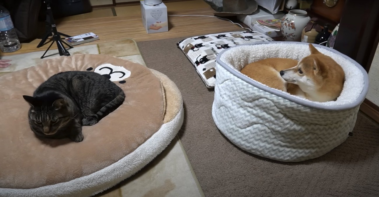 ペット用ベッドの上で丸くなり顔だけあげる猫と柴犬