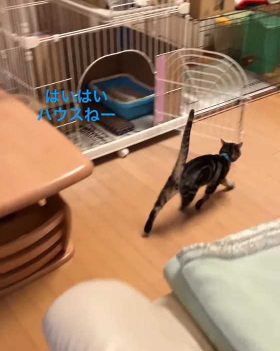 歩く子猫の後ろ姿