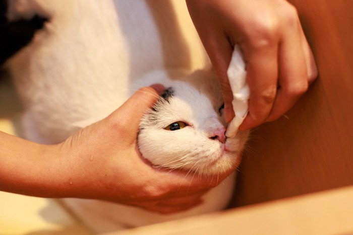 猫の鼻をティッシュで拭く人の手