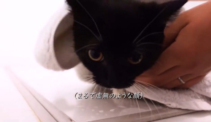 タオルで拭かれる子猫