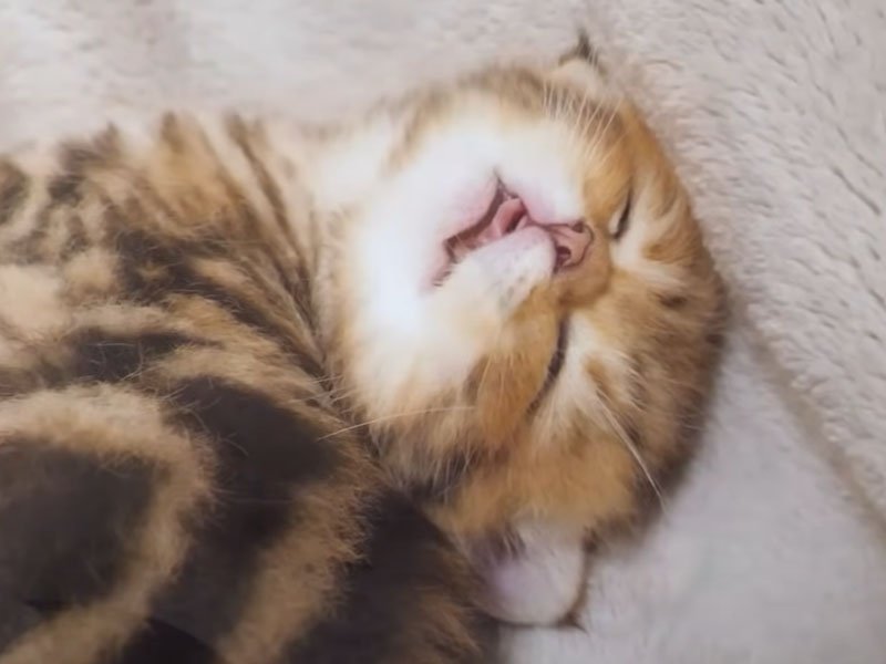 爆睡する子猫
