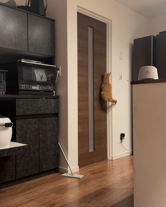 ドアレバーに乗る猫