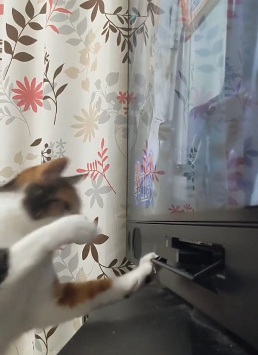 DVDプレイヤーを追う猫