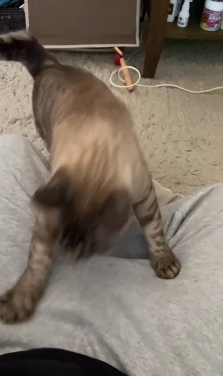 飼い主の膝に乗る猫