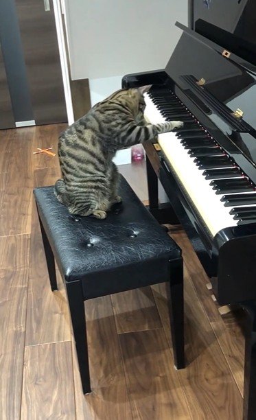 鍵盤を押している猫