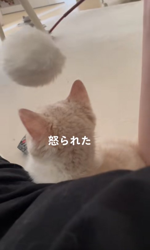 猫じゃらしが頭の5cmほど上にある猫の後頭部