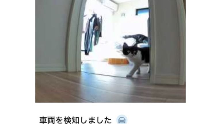 見守りカメラにうつる猫