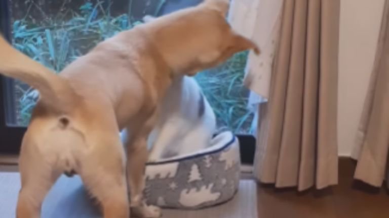 じゃれあう猫と犬