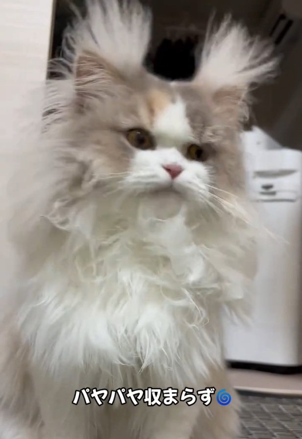 キリッとした表情の猫