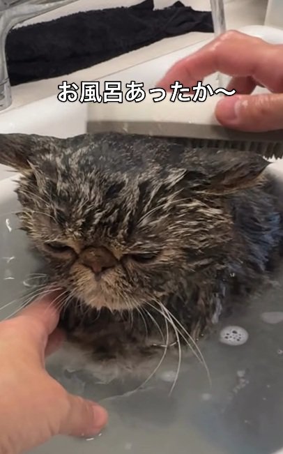 お風呂に入れられているブラウンクラシックタビー