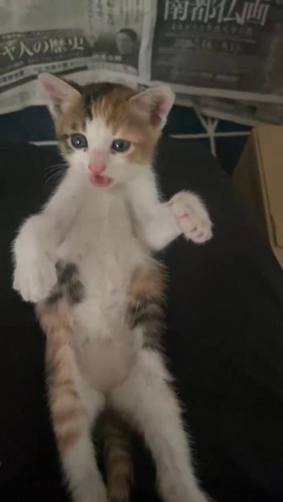 仰向けの子猫
