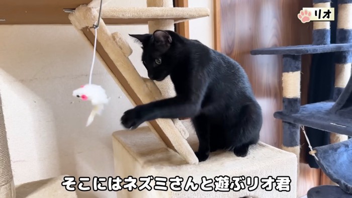 遊ぶ黒猫