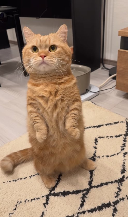 後ろ足で立っているオレンジ猫