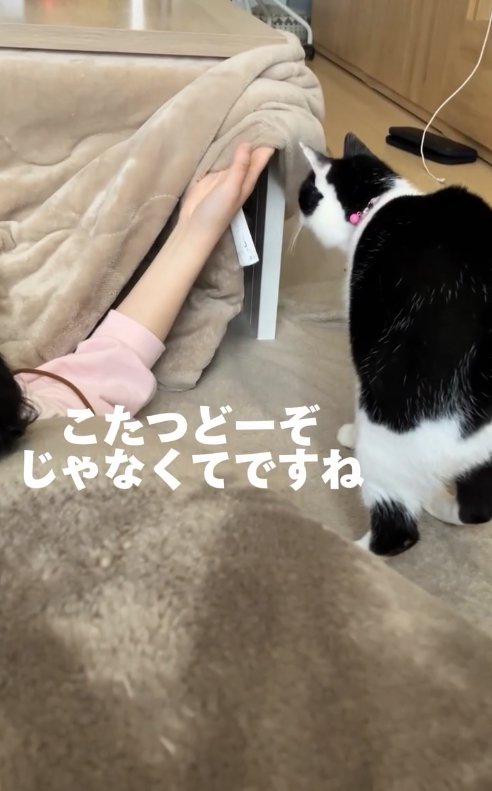 こたつ布団をめくってもらっている白黒猫