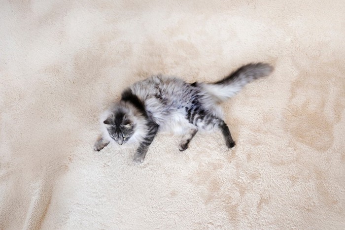 絨毯でくつろぐ猫
