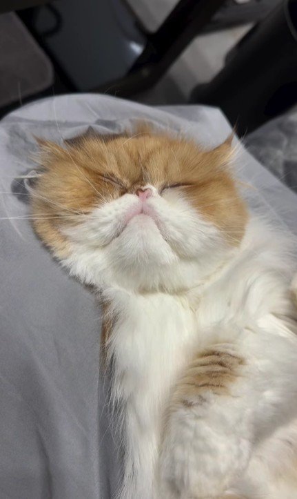 ブラッシングされる猫