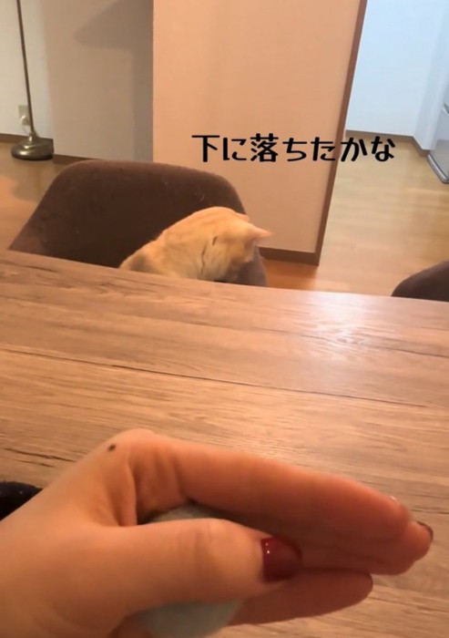 テーブルの下を覗く猫