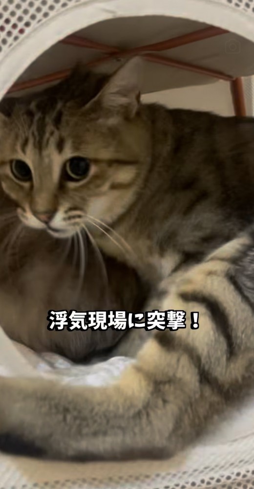 飼い主に気付いて慌てる2匹の保護猫
