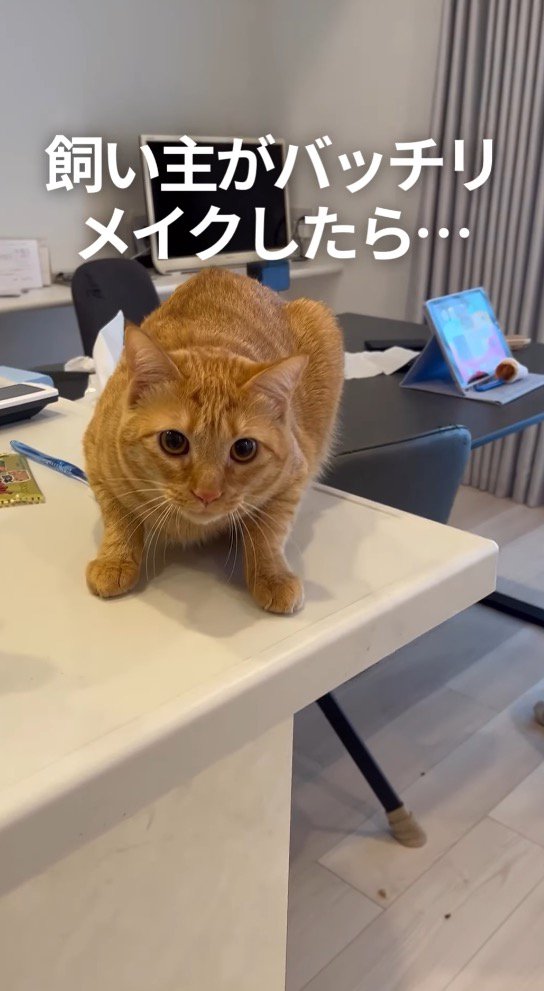いつでも逃げられる体勢で固まる猫