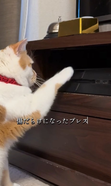 ゲーム機を触る猫