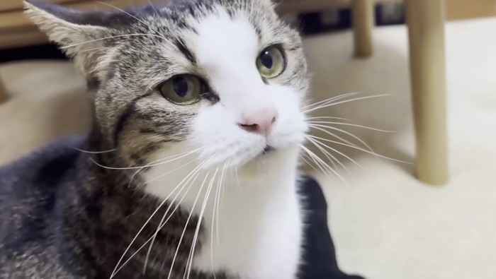 おでこちゃんの紹介