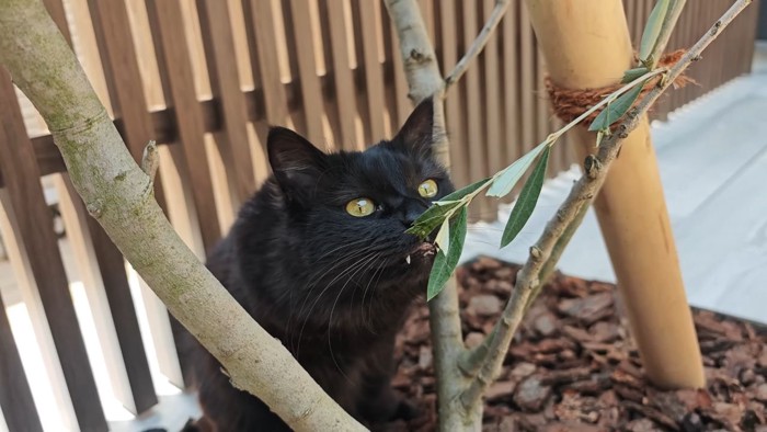 オリーブの葉を食べる黒猫
