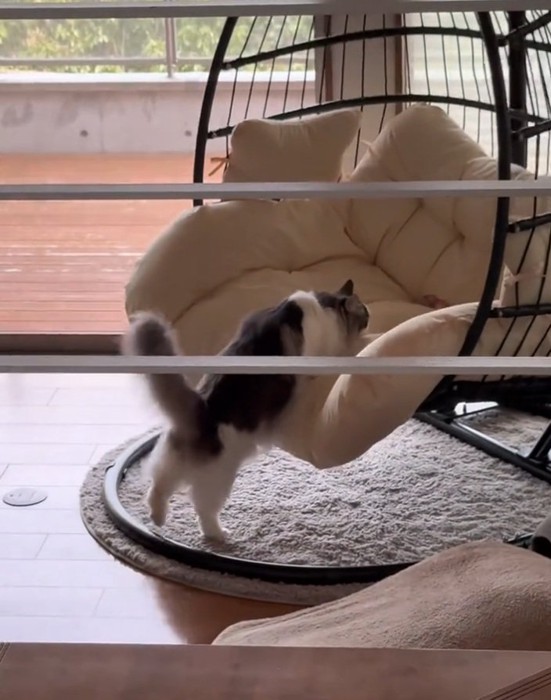 チェアを揺らす猫