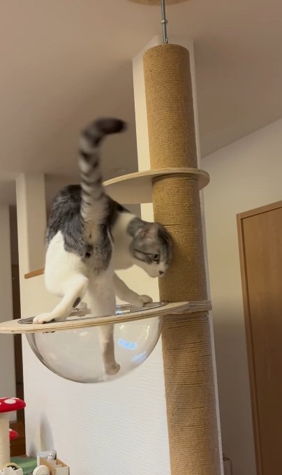 キャットタワーの上にいる猫