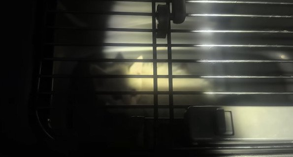 キャリーに入った子猫