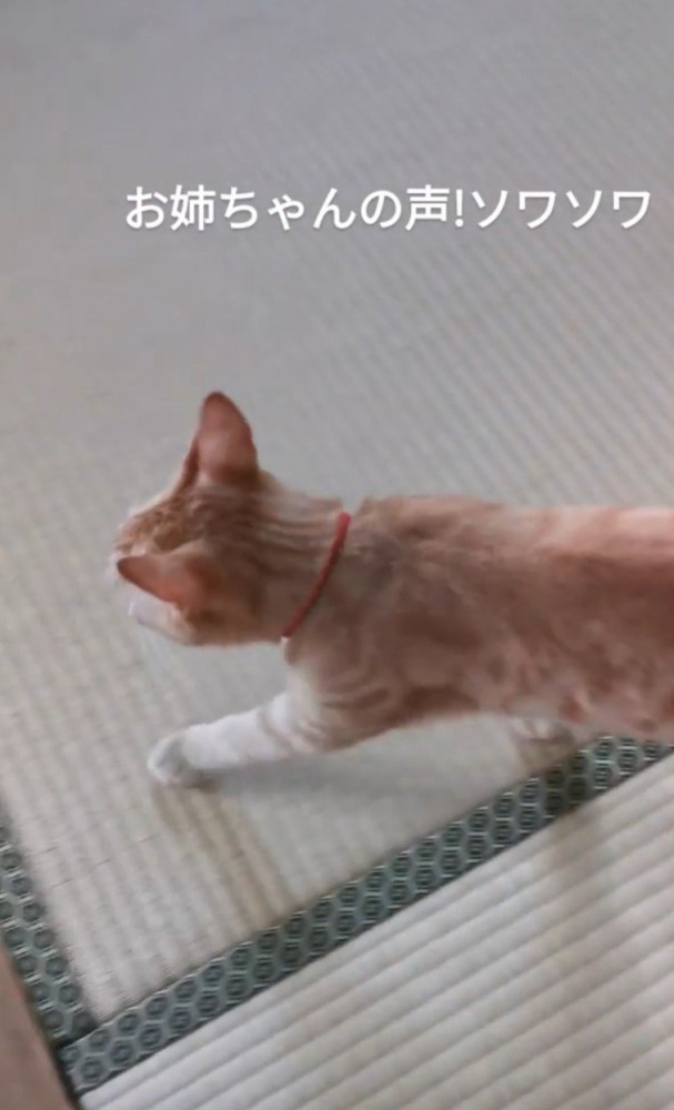 歩いている猫