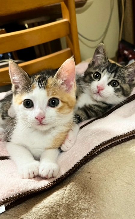 正面をむいて伏せている2匹の子猫のドアップ