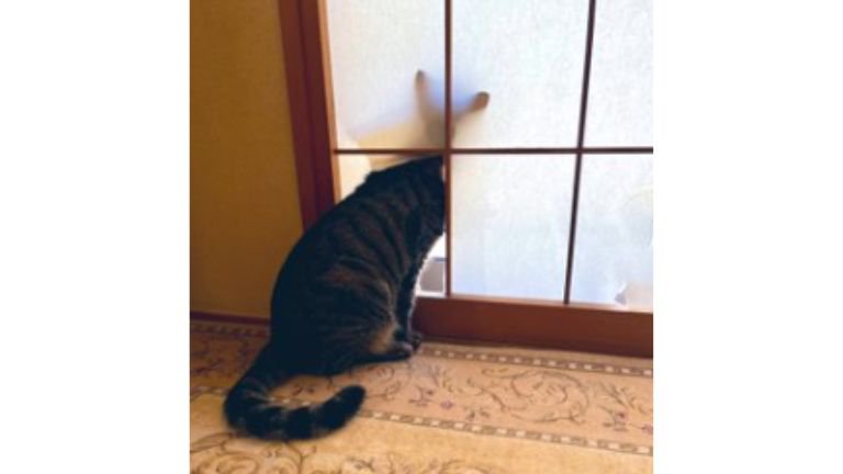 障子を破る猫