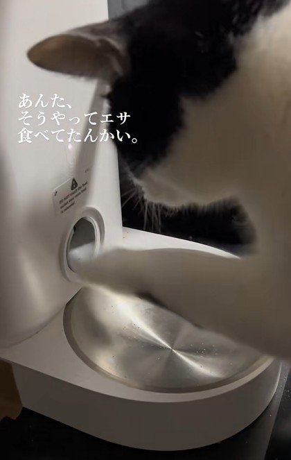 再び給餌器の穴に手を入れる猫