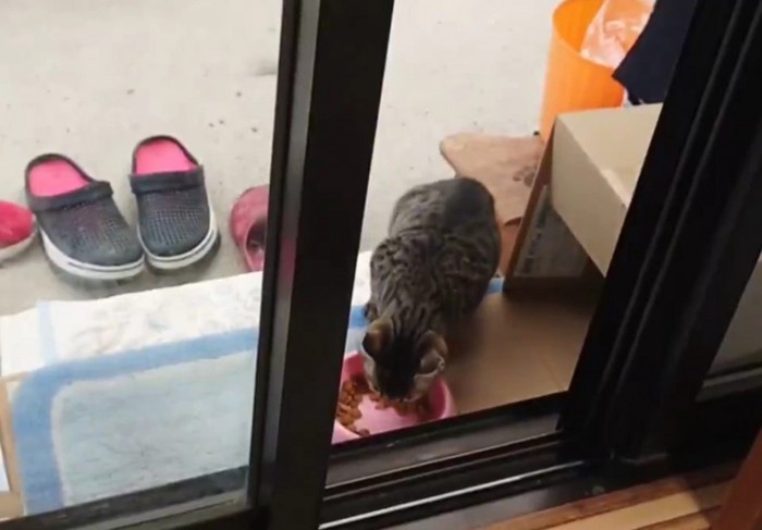 ごはんを食べる子猫