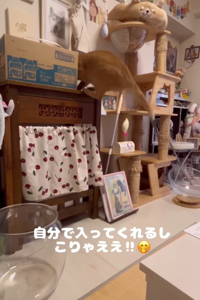 箱の中に入っていく猫
